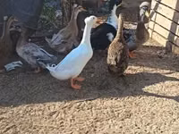 Ducks — Foto 1