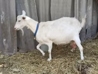 公山羊, Saanen goat — 照片 8