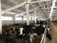 Cow, Yaroslavl cattle — photo 6