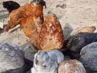 Chickens — foto 4