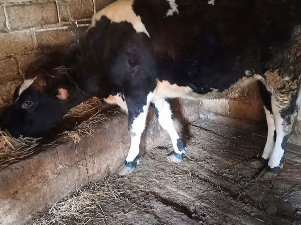 Ng'ombe jike, Banda la Holstein
