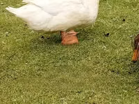 रूएन — फ़ोटो 4