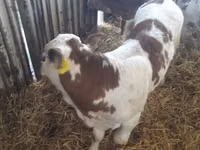 أبقار (دفعة، الجنس غير محدد), Simmental cattle — الصورة 3