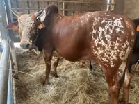 Bull, Zebu — photo 4