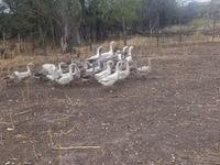 Geese — फ़ोटो 5