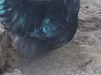 ऑस्ट्रेलॉर्प — फ़ोटो 1