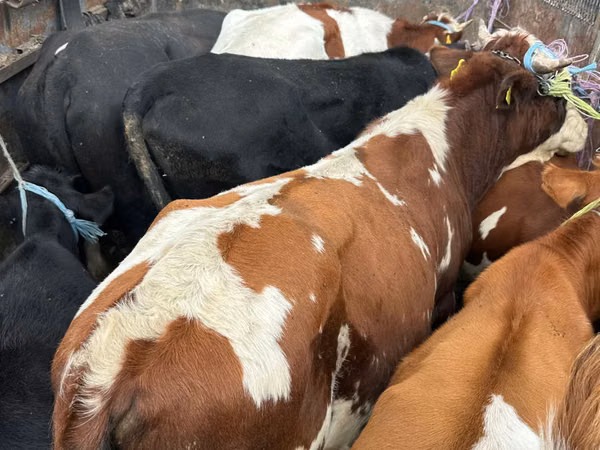 Bull, Simmental cattle