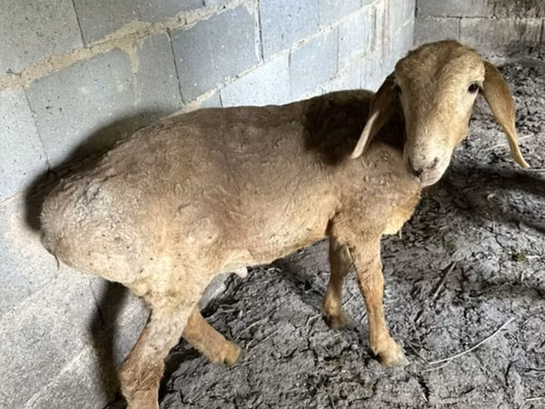 Kondoo jike, Katum sheep