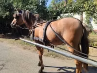 Caballo, Fjогd — foto 3