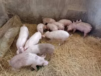 Sow, Pigs — photo 5
