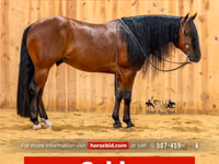 घोड़ा, Quarter Horse — फ़ोटो 1