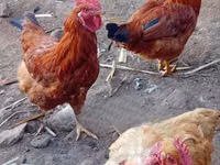 शामो चिकन्स — फ़ोटो 2