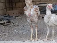Chickens — photo 4