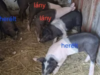 Säue, Schweine — Foto 6