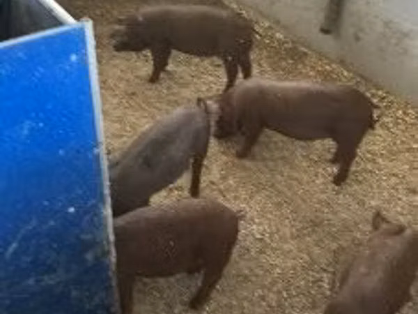 Boar, 