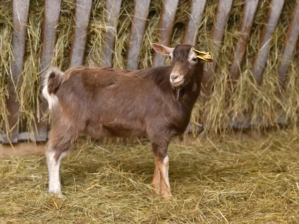 Ziege, Toggenburg goat