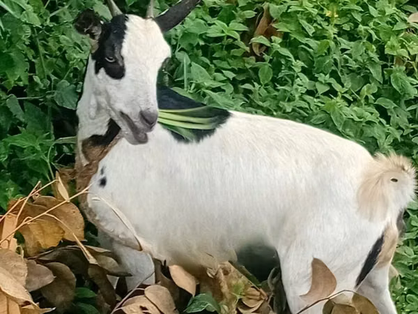 Mbuzi (kikundi, jinsia haijatajwa), Mbuzi
