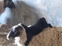 母羊, Romanov sheep — 照片 4