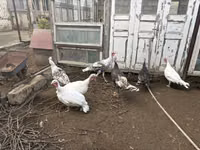 Turkeys — foto 2