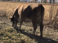 Ng'ombe jike, Ala-Tau breed — picha 4
