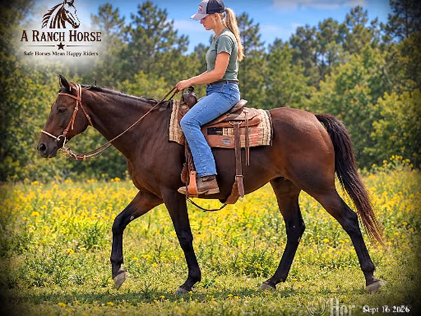 Farasi jike, Quarter Horse