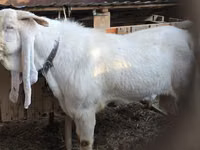 Mbuzi dume, Gulabi goats — picha 8