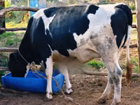 Ng'ombe jike, Banda la Holstein — picha 4