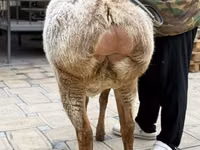 نعجة, Arashan sheep — الصورة 6