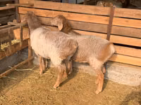 母羊, Hissar sheep — 照片 4