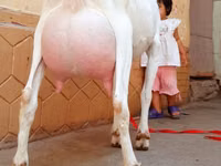 公山羊, Saanen goat — 照片 5