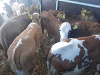 Bull, Simmental cattle — photo 3