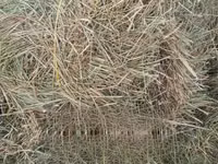 Hay for Sale. 190 Per Bale — फ़ोटो 4