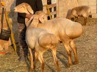 Sheep, Edilbay sheep — photo 2