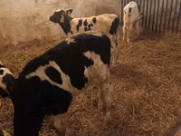 ثور, Russian Black pied cattle — الصورة 2