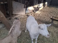 公山羊, Russian White goat — 照片 2
