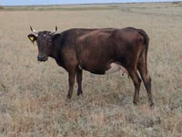 Cow, Ukrainian grey cattle — photo 4
