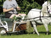 Hengst, Miniature horse — Foto 3