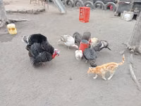 Turkeys — photo 3
