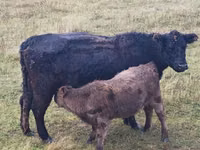 Ng'ombe dume, Ng'ombe wa Galloway — picha 4