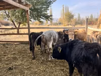 Ng'ombe dume, Swiss cattle — picha 5