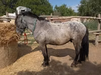 Caballo, Appaloosa — foto 2