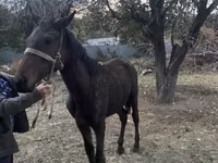 Caballo, Kazakh horse — foto 4