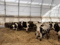 Ng'ombe dume, Russian Black pied cattle — picha 8