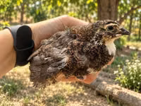 Quails — Foto 1