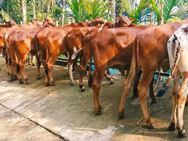 सांड, मवेशी