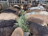 Sheep, Krasnoyarsk sheep — photo 6