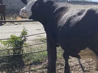 Ng'ombe jike, Russian Black pied cattle — picha 8