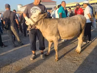 Vaca, Ganado vacuno — foto 4