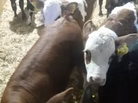 牛只（批次，未指定性别）, Simmental cattle — 照片 3