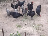 Australian Pit Game fowl — picha 2